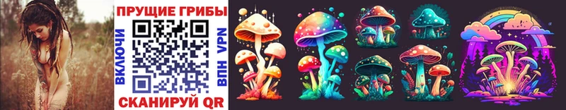 Псилоцибиновые грибы Psilocybine cubensis Новоалександровск